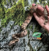 Magazoo Boa Constricteur Pastel Bébé Mâle #1