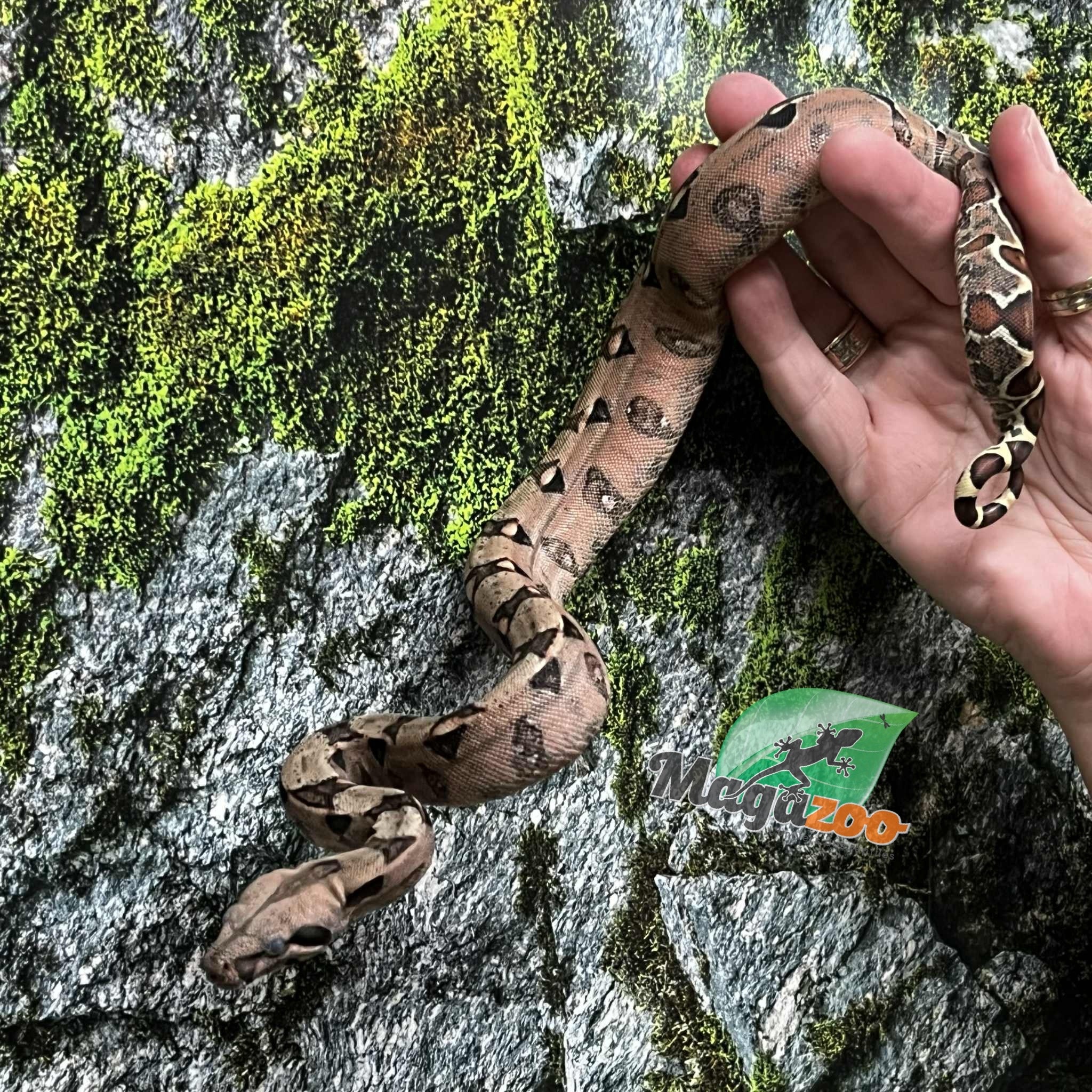 Magazoo Pastel Baby Male Central boa constrictor #1