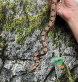 Magazoo Boa Constricteur Pastel Bébé Mâle #1