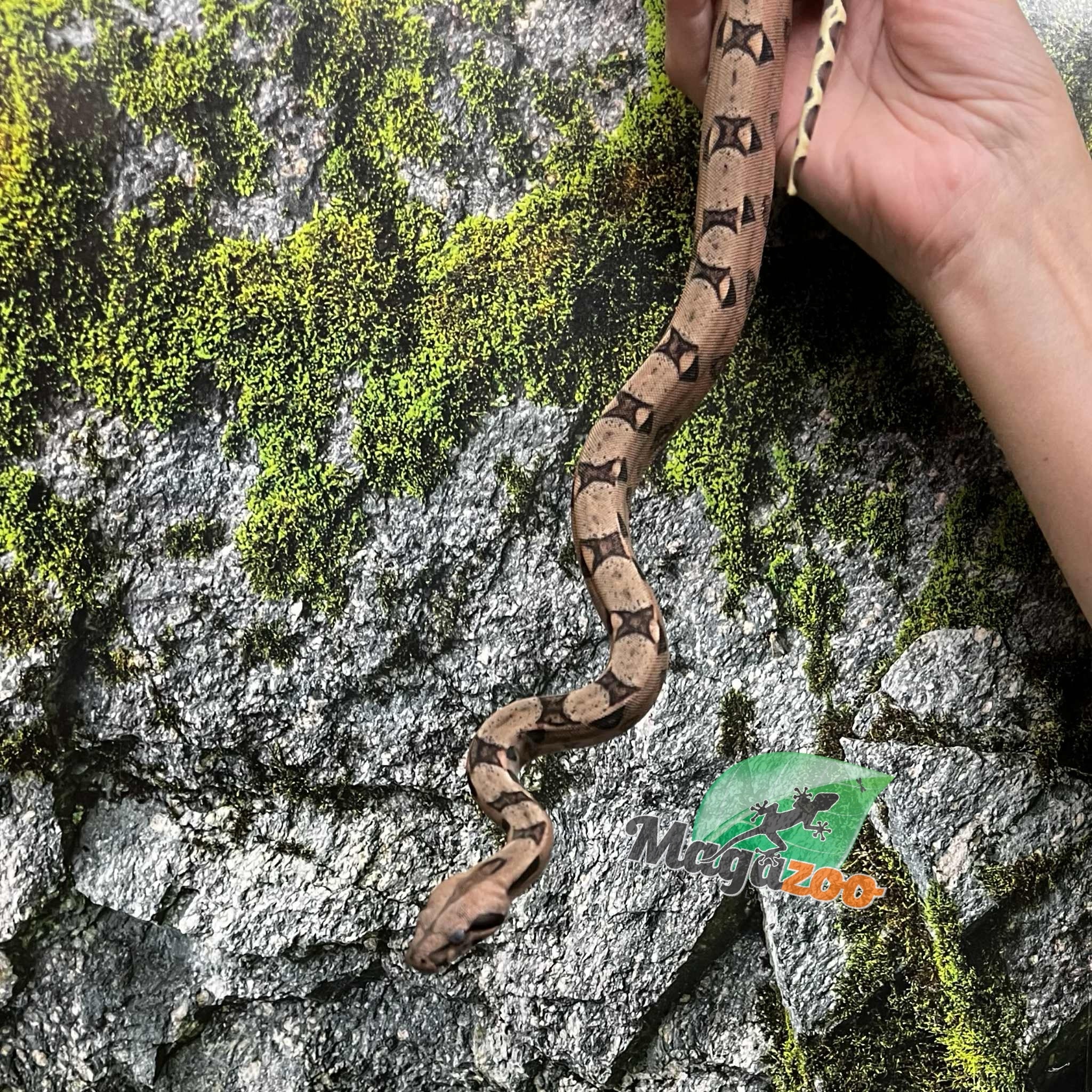 Magazoo Pastel Baby Male Central boa constrictor #1