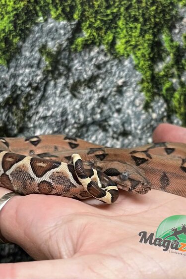 Magazoo Boa Constricteur Pastel Bébé Femelle #1