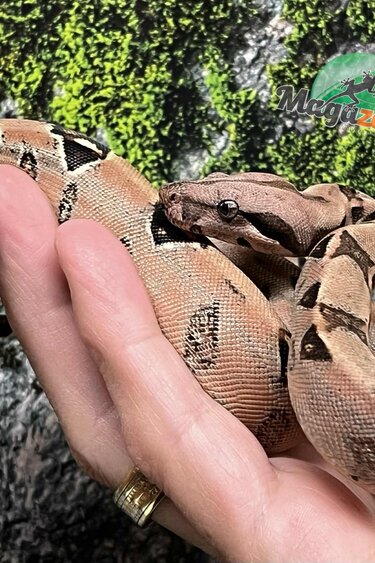 Magazoo Boa Constricteur Pastel Bébé Femelle #2