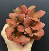 Magazoo Plante Fittonia 'Red Angel' 6cm