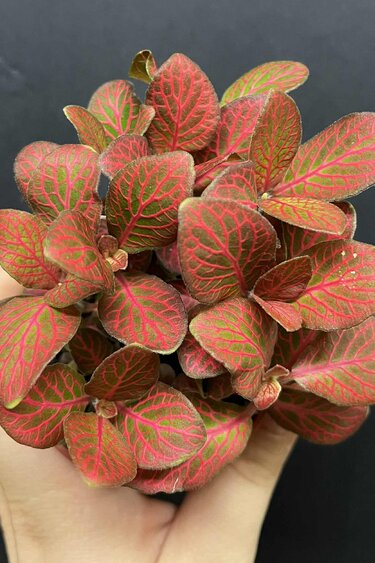 Magazoo Fittonia 'Red Angel' 6cm, Plant