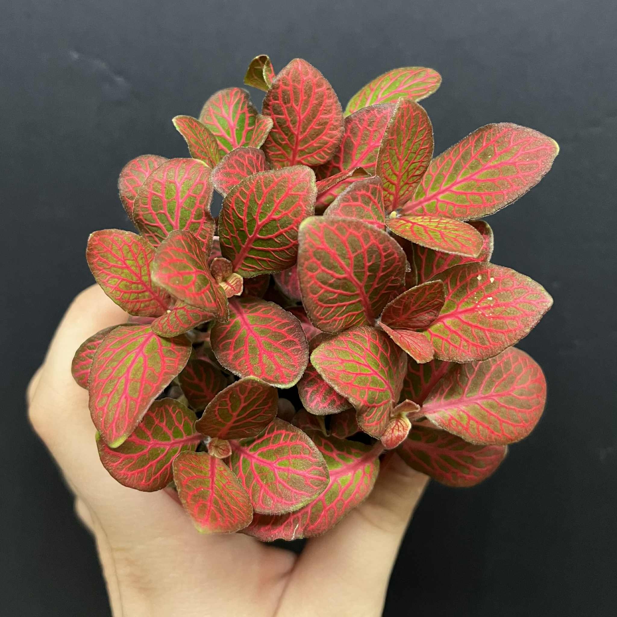 Magazoo Fittonia 'Red Angel' 6cm, Plant