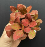 Magazoo Plante Fittonia 'Red Angel' 6cm