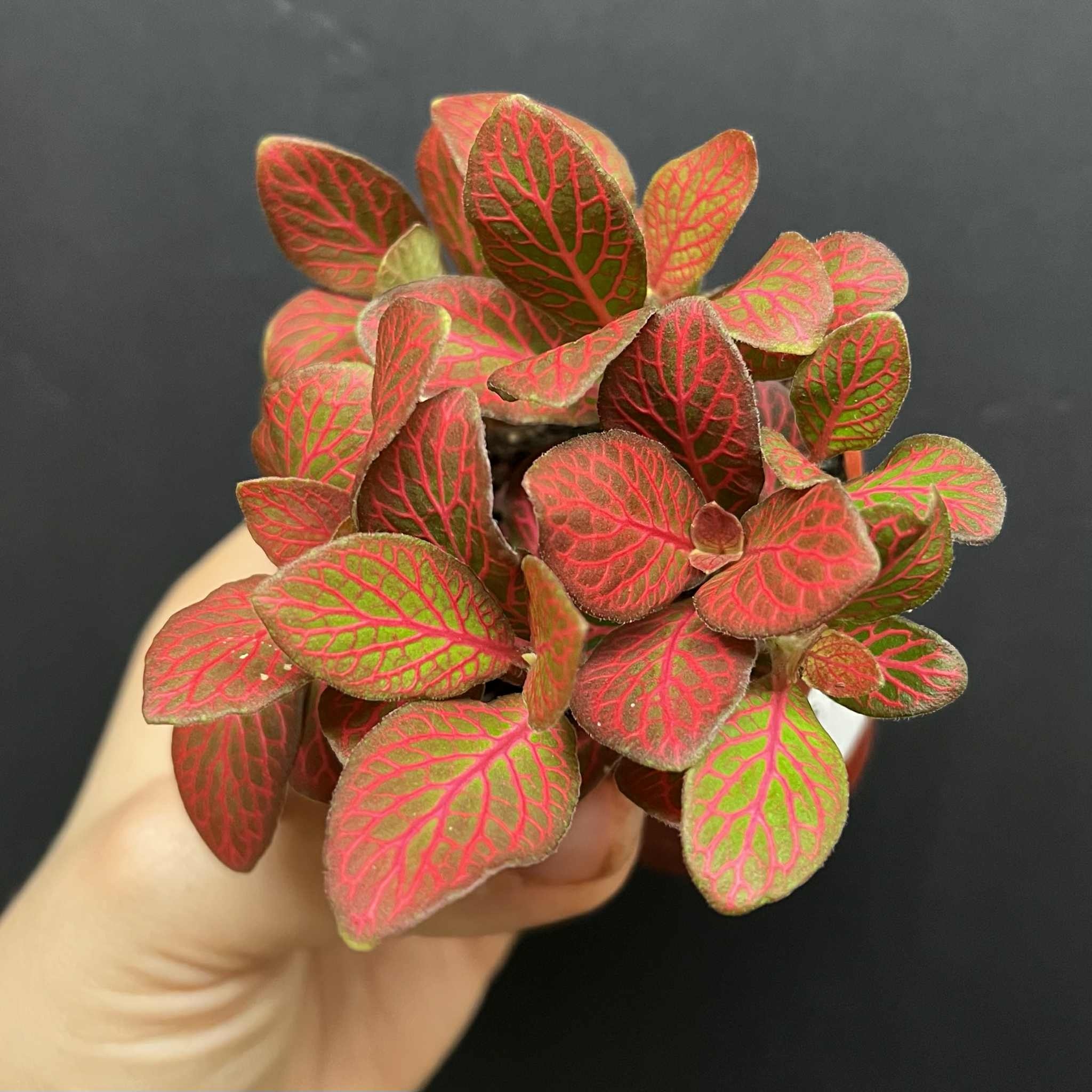 Magazoo Plante Fittonia 'Red Angel' 6cm