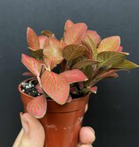 Magazoo Plante Fittonia 'Red Angel' 6cm