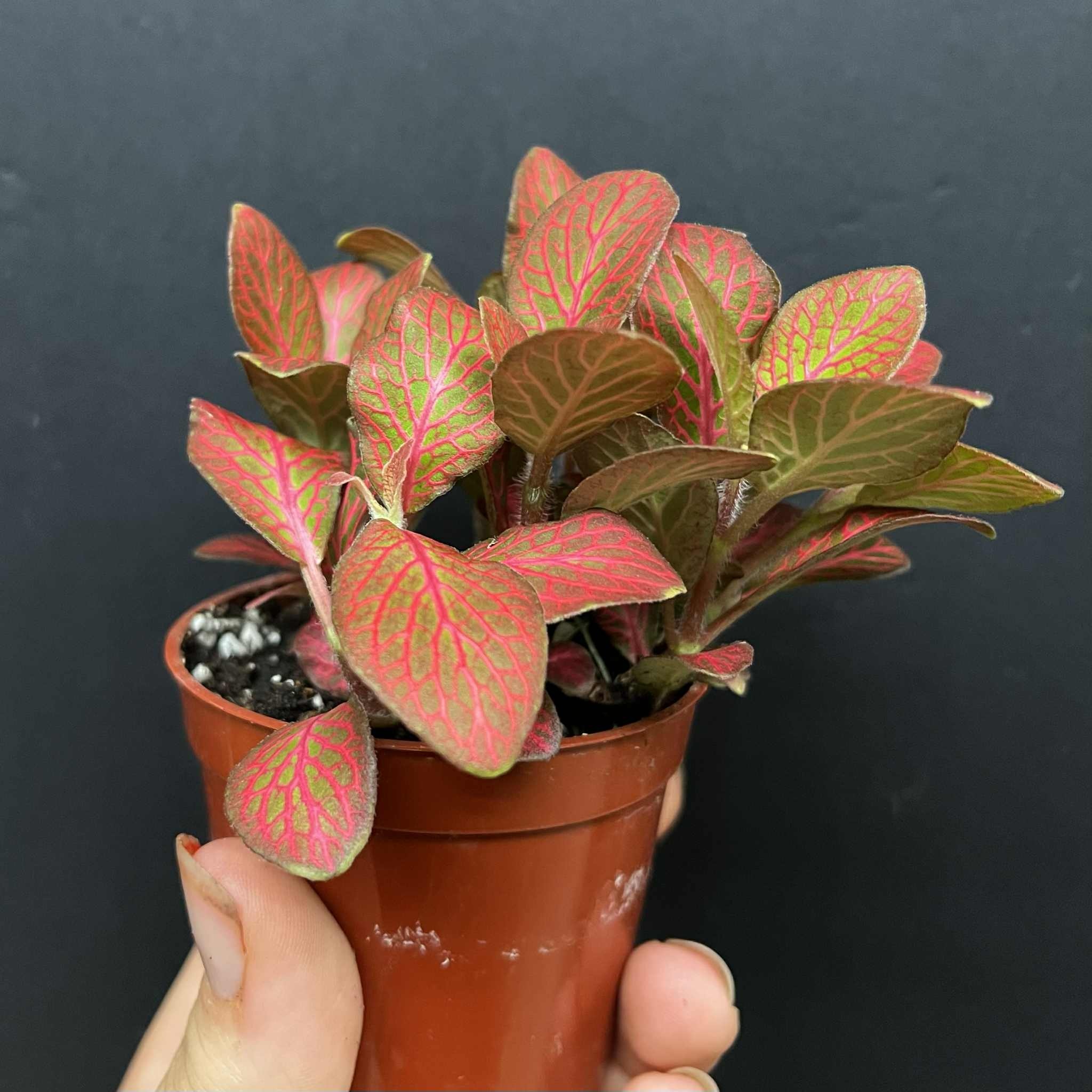 Magazoo Plante Fittonia 'Red Angel' 6cm