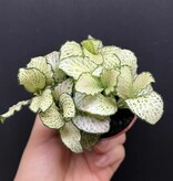 Magazoo Plante Fittonia Albivenis 'White Anne' 10cm