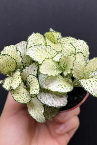 Magazoo Fittonia Albivenis 'White Anne' 6cm Plant