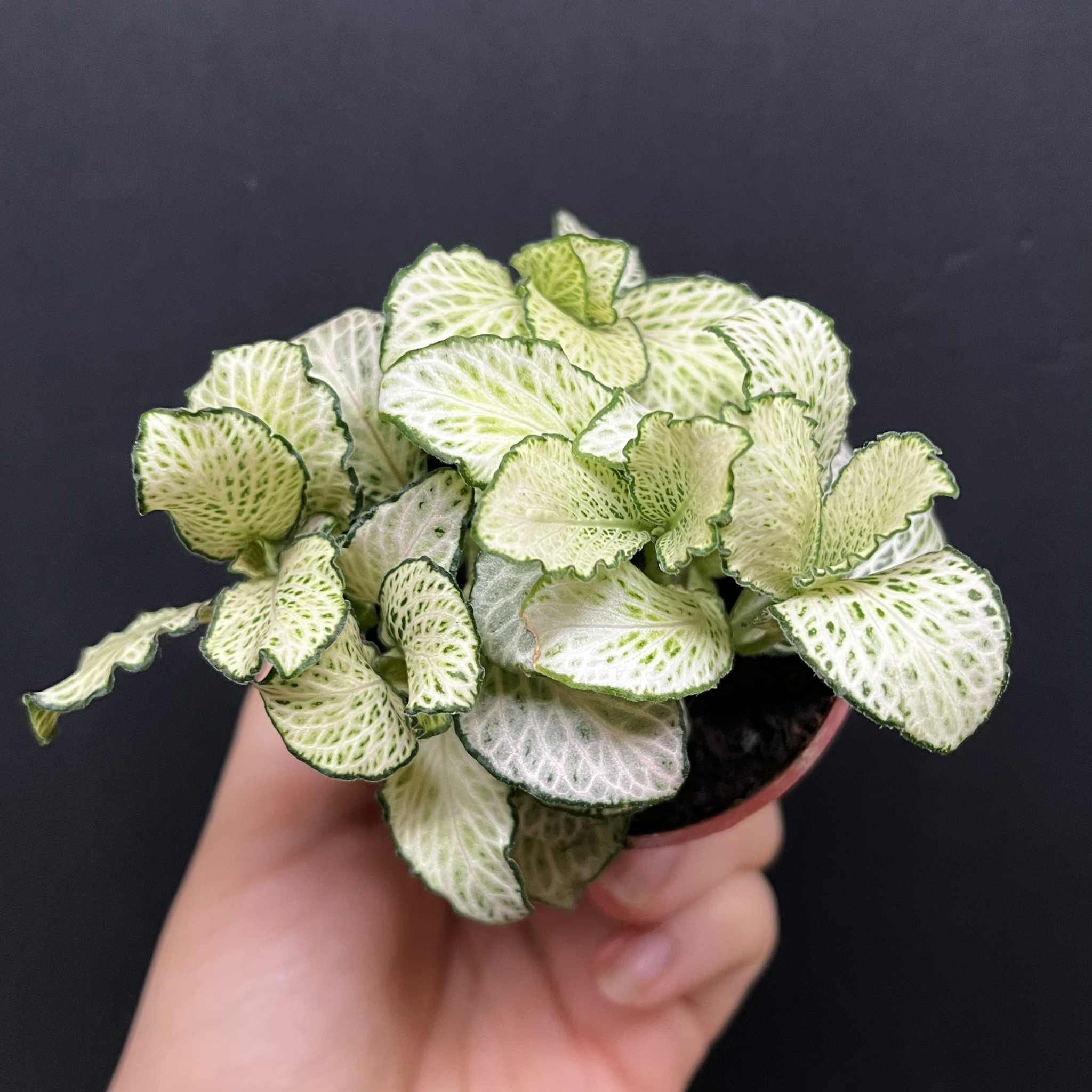 Magazoo Plante Fittonia Albivenis 'White Anne' 10cm