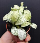 Magazoo Fittonia Albivenis 'White Anne' 6cm Plant