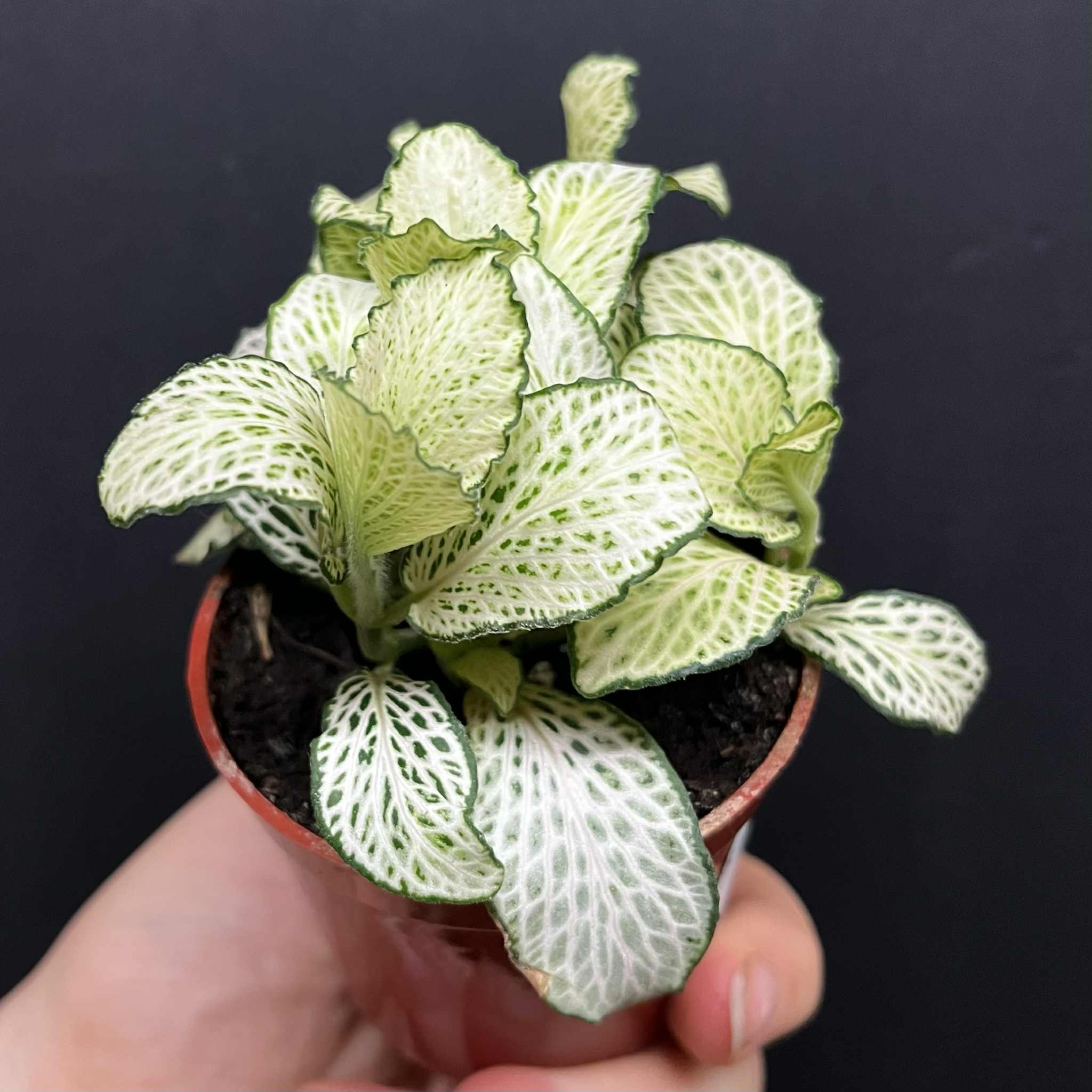 Magazoo Fittonia Albivenis 'White Anne' 6cm Plant