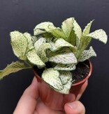Magazoo Fittonia Albivenis 'White Anne' 6cm Plant