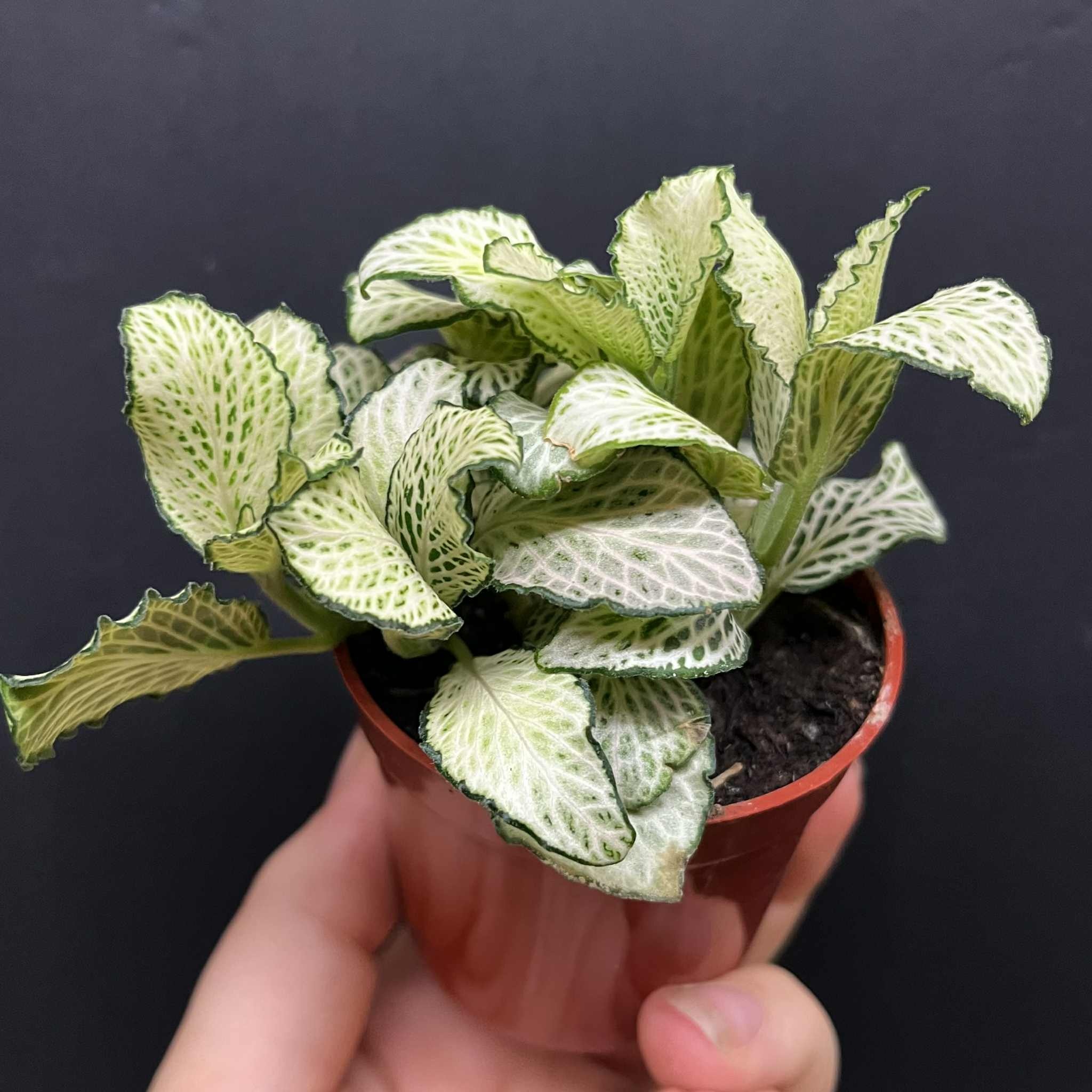Magazoo Plante Fittonia Albivenis 'White Anne' 10cm