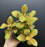 Magazoo Plante Fittonia 'Skeleton' 10cm