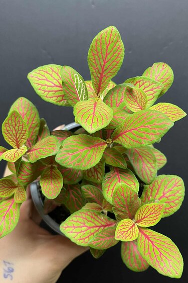 Magazoo Fittonia 'Skeleton' 10cm Plant
