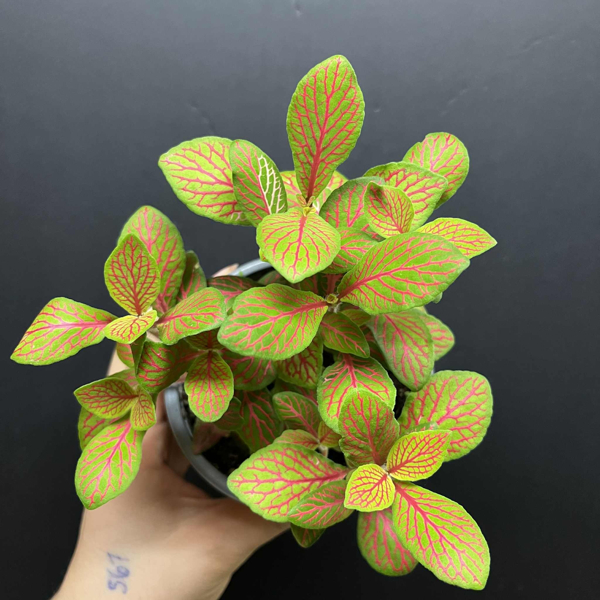 Magazoo Plante Fittonia 'Skeleton' 10cm