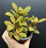Magazoo Fittonia 'Skeleton' 10cm Plant