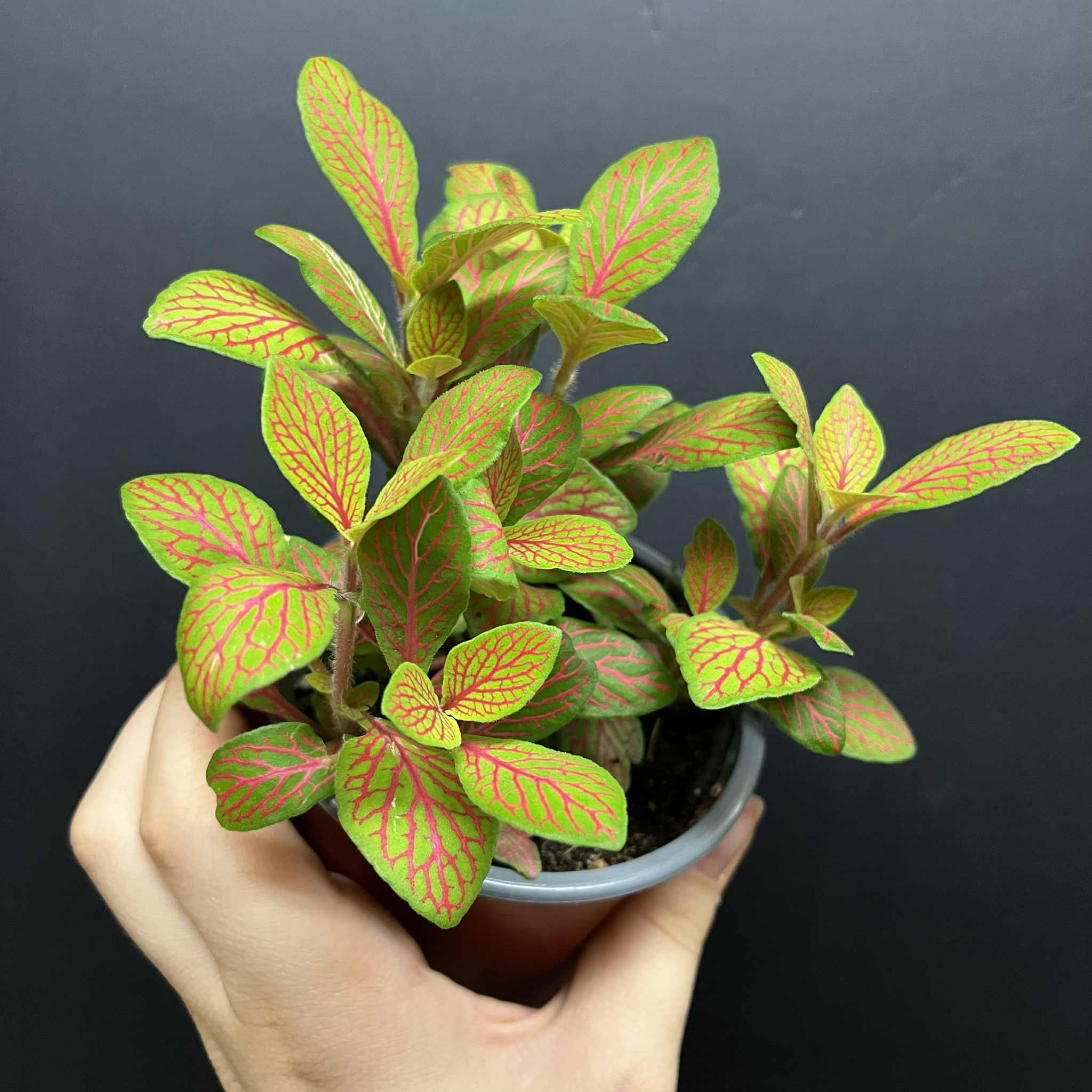 Magazoo Fittonia 'Skeleton' 10cm Plant