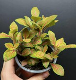 Magazoo Plante Fittonia 'Skeleton' 10cm