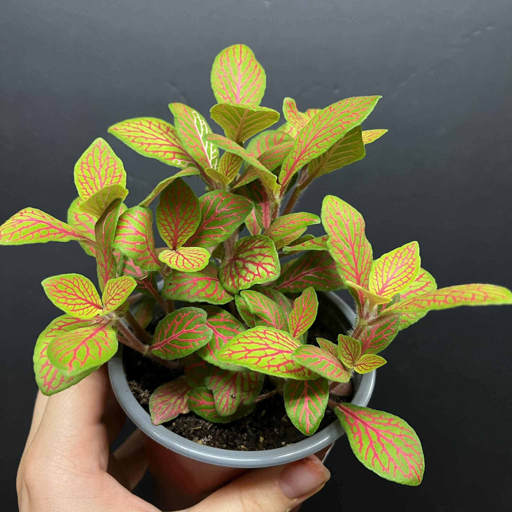 Magazoo Fittonia 'Skeleton' 10cm Plant