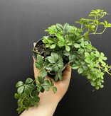 Magazoo Cissus Striata 'Sugar Vine' 10cm Plant