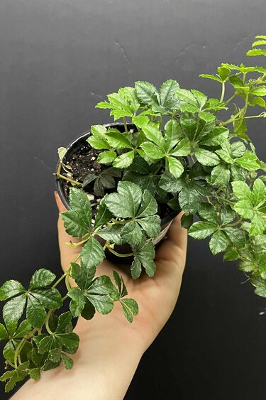 Magazoo Cissus Striata 'Sugar Vine' 10cm Plant