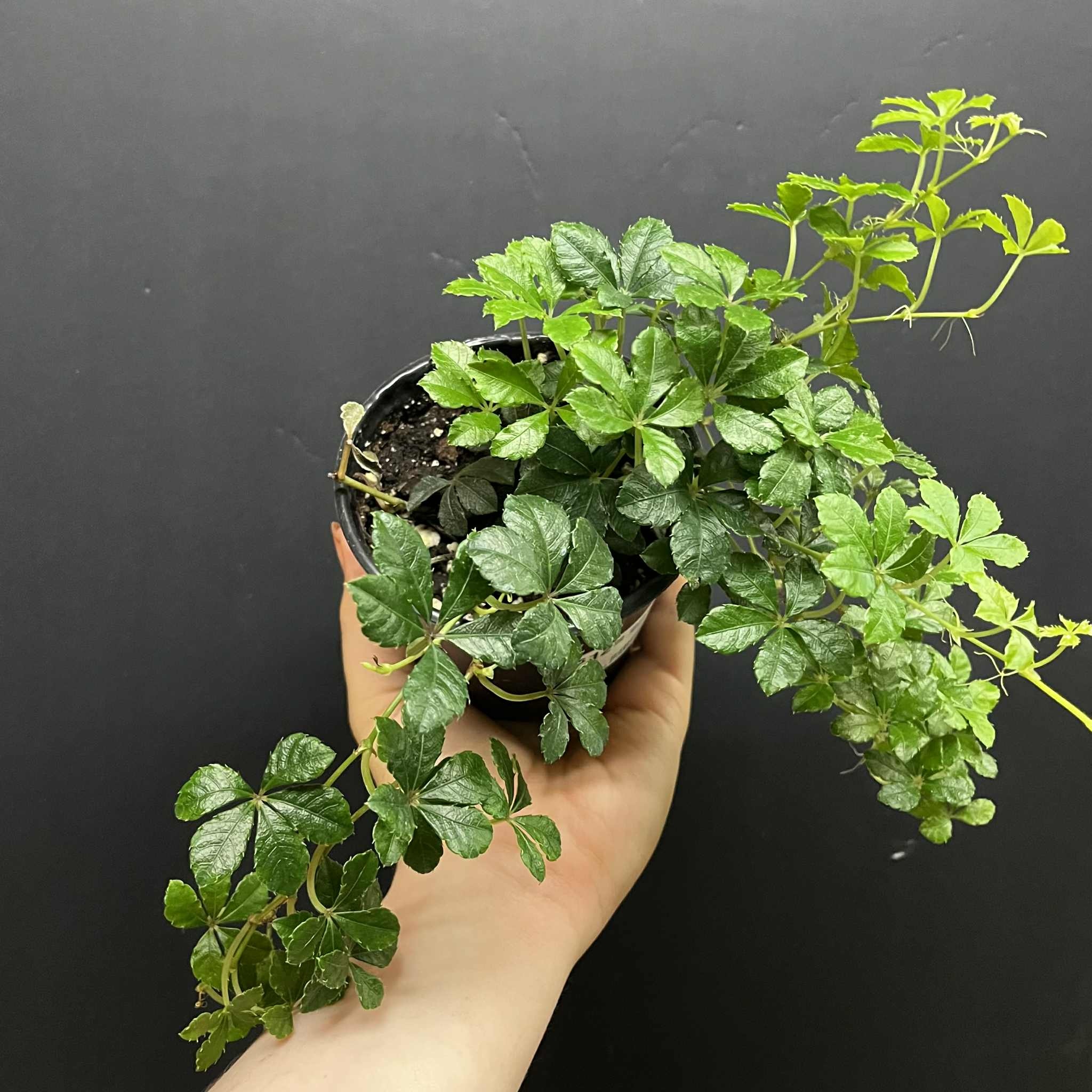 Magazoo Cissus Striata 'Sugar Vine' 10cm Plant
