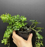 Magazoo Cissus Striata 'Sugar Vine' 10cm Plant