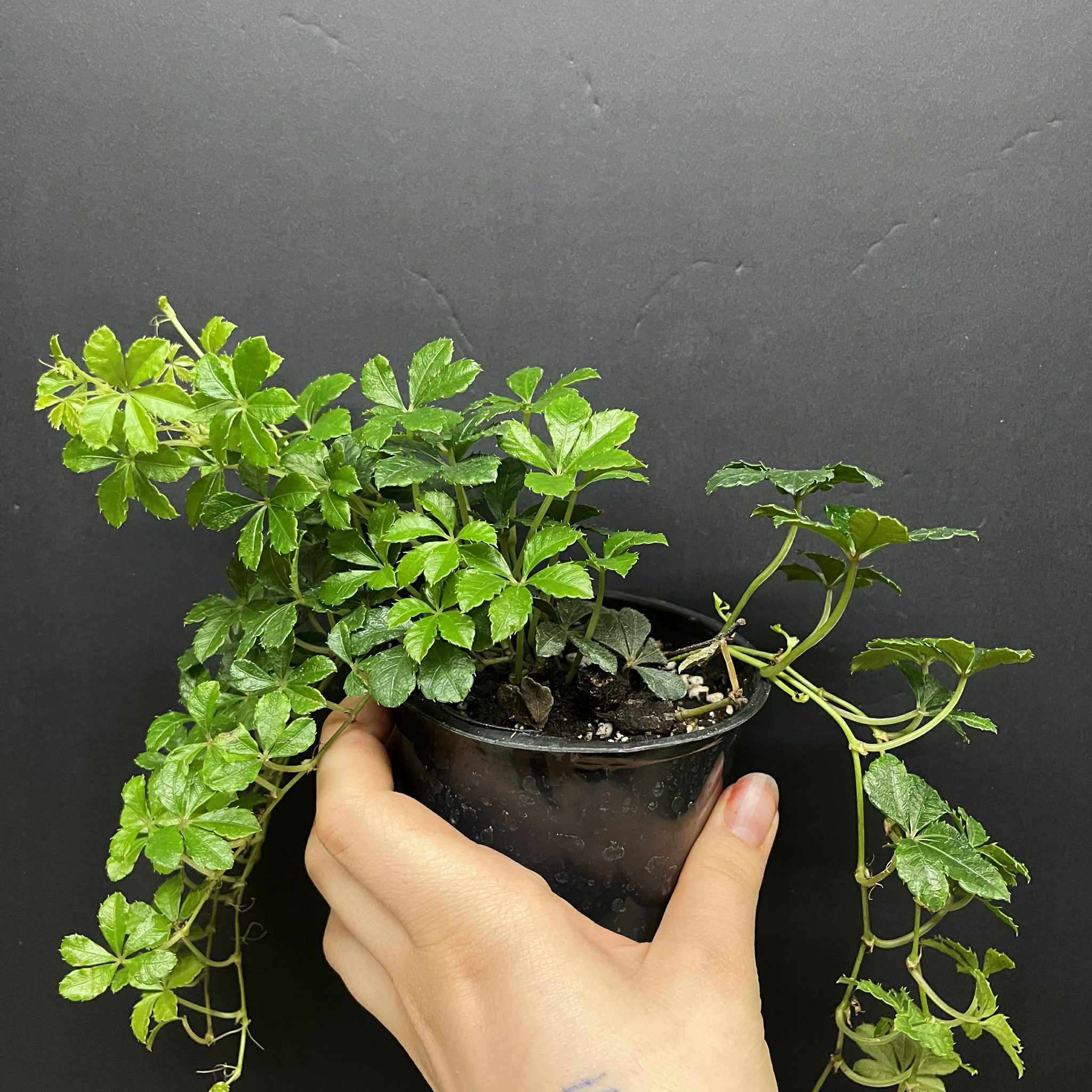 Magazoo Cissus Striata 'Sugar Vine' 10cm Plant