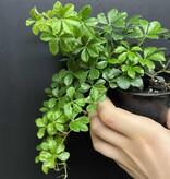 Magazoo Cissus Striata 'Sugar Vine' 10cm Plant