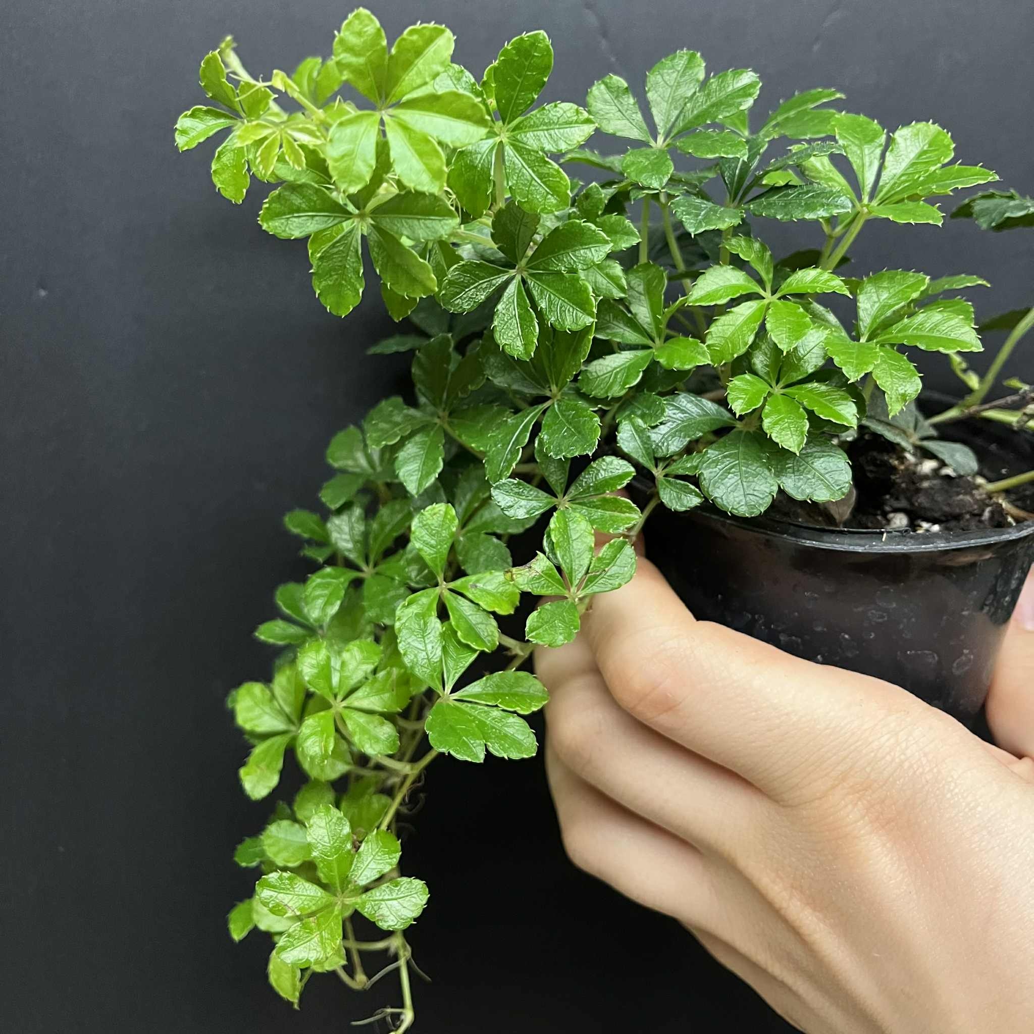 Magazoo Plante Cissus Striata 'Sugar Vine' 10cm