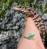 Magazoo Baby Red Tegu