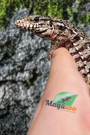Magazoo Baby Red Tegu