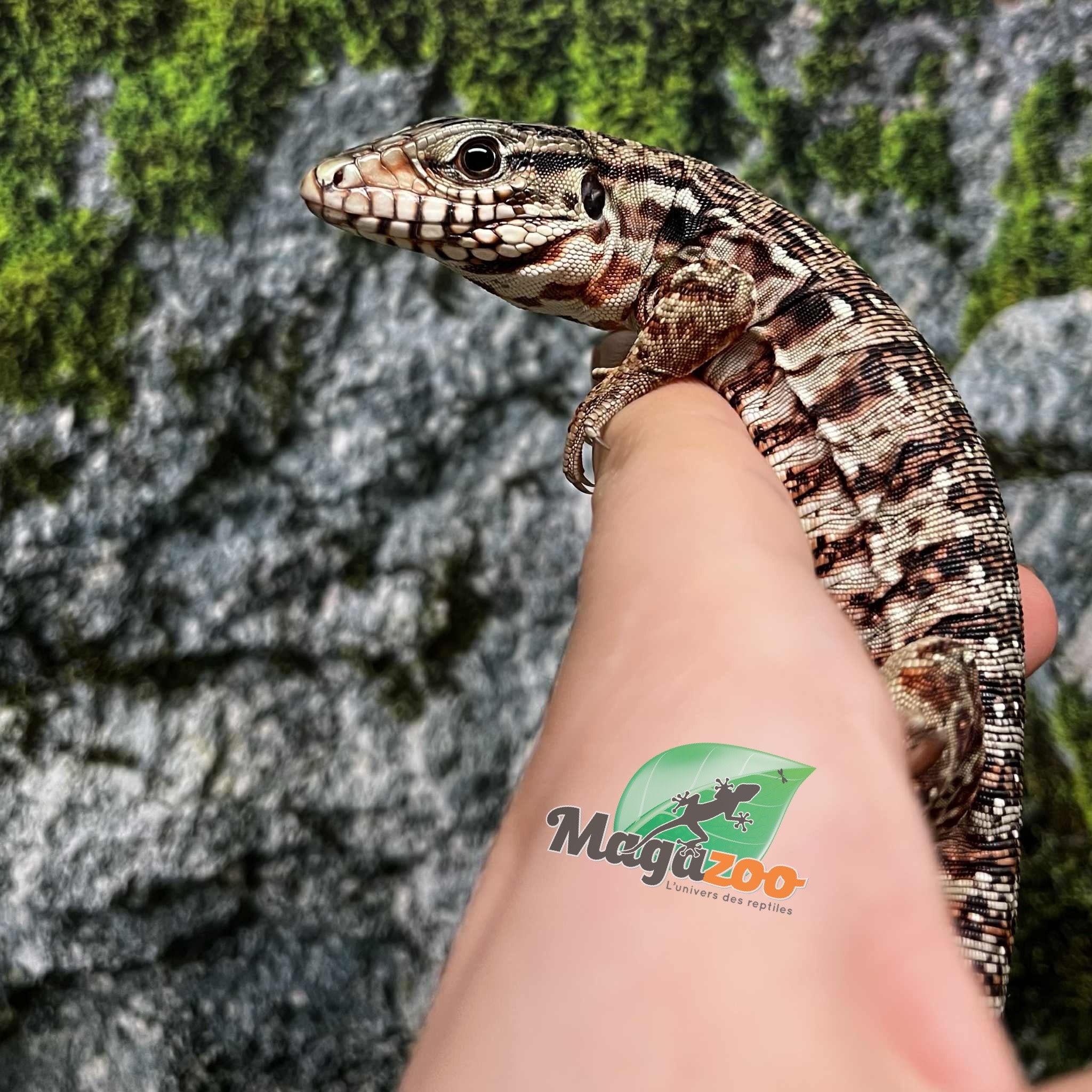 Magazoo Tégu rouge bébé