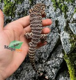 Magazoo Baby Red Tegu