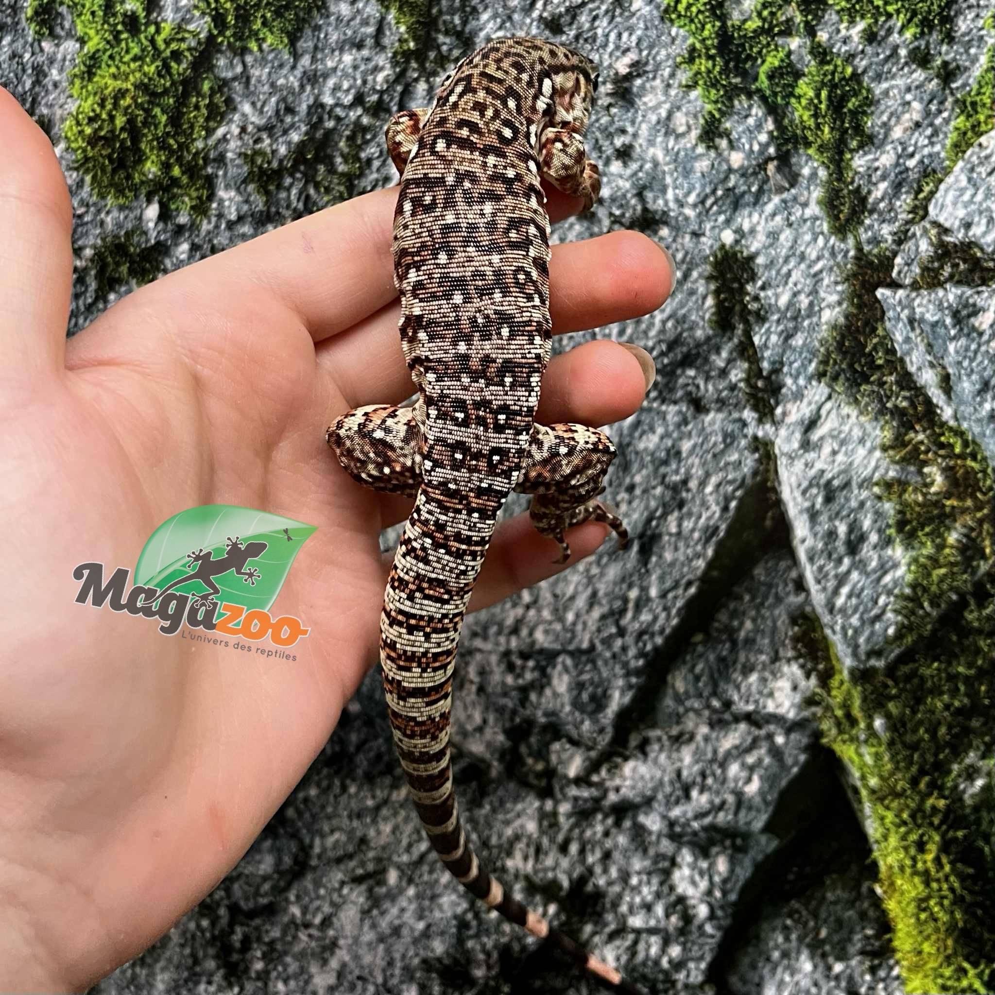 Magazoo Baby Red Tegu
