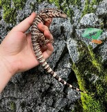 Magazoo Baby Red Tegu