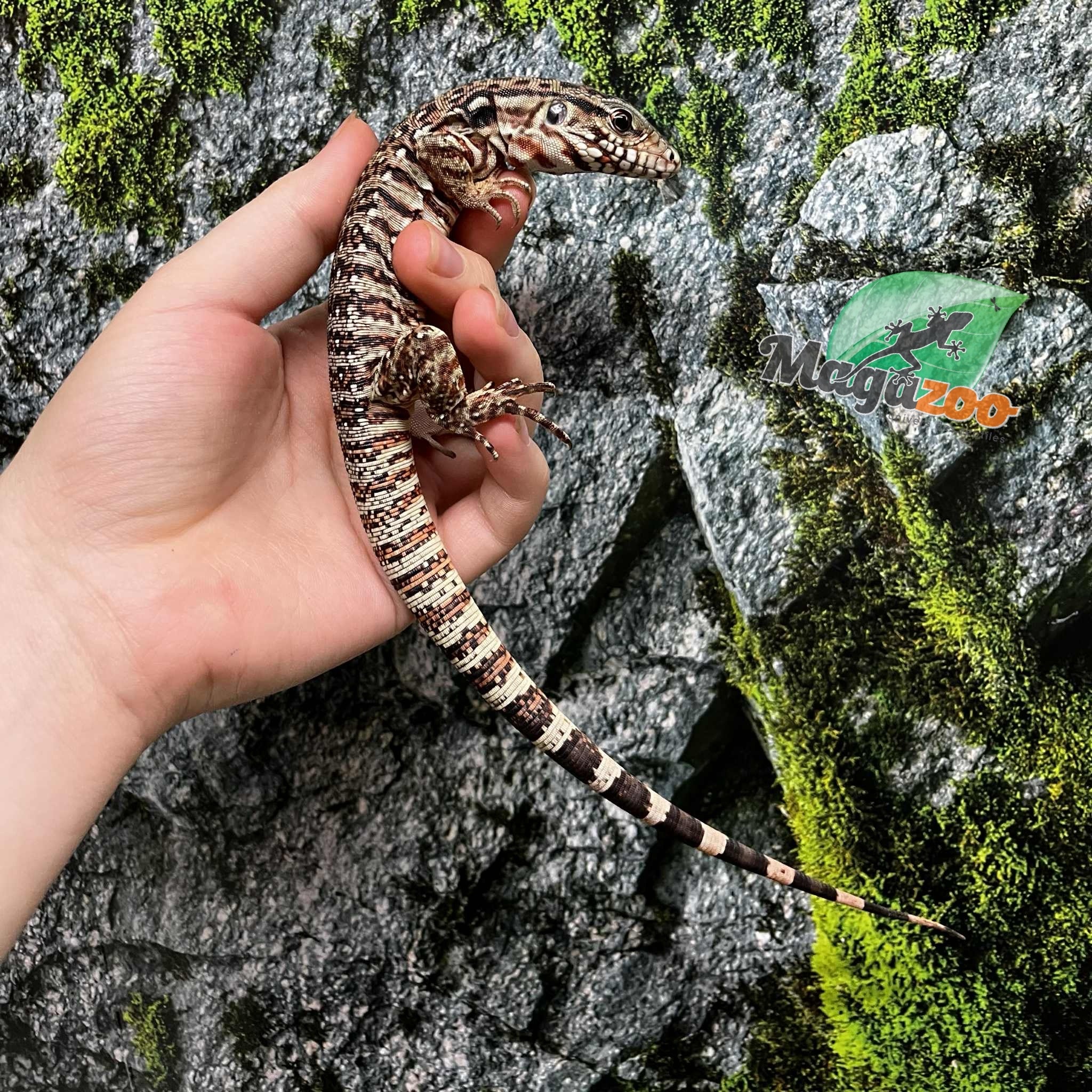 Magazoo Baby Red Tegu