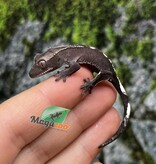 Magazoo Gecko à crête Axanthic Mâle Juvénile #2