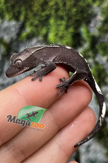 Magazoo Axanthic Baby Crested gecko #2