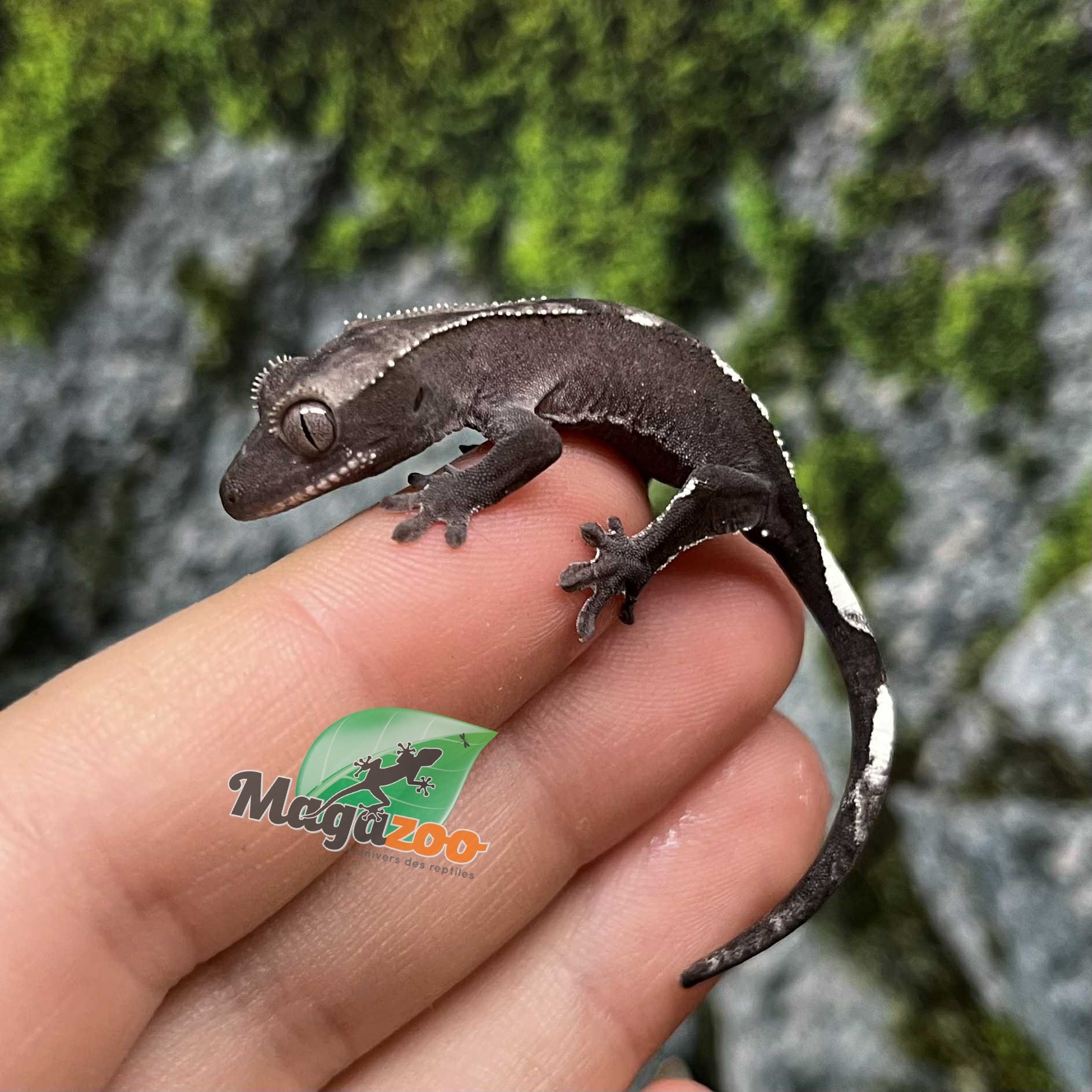 Magazoo Gecko à crête Axanthic Mâle Juvénile #2