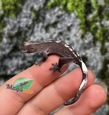 Magazoo Gecko à crête Axanthic Mâle Juvénile #2