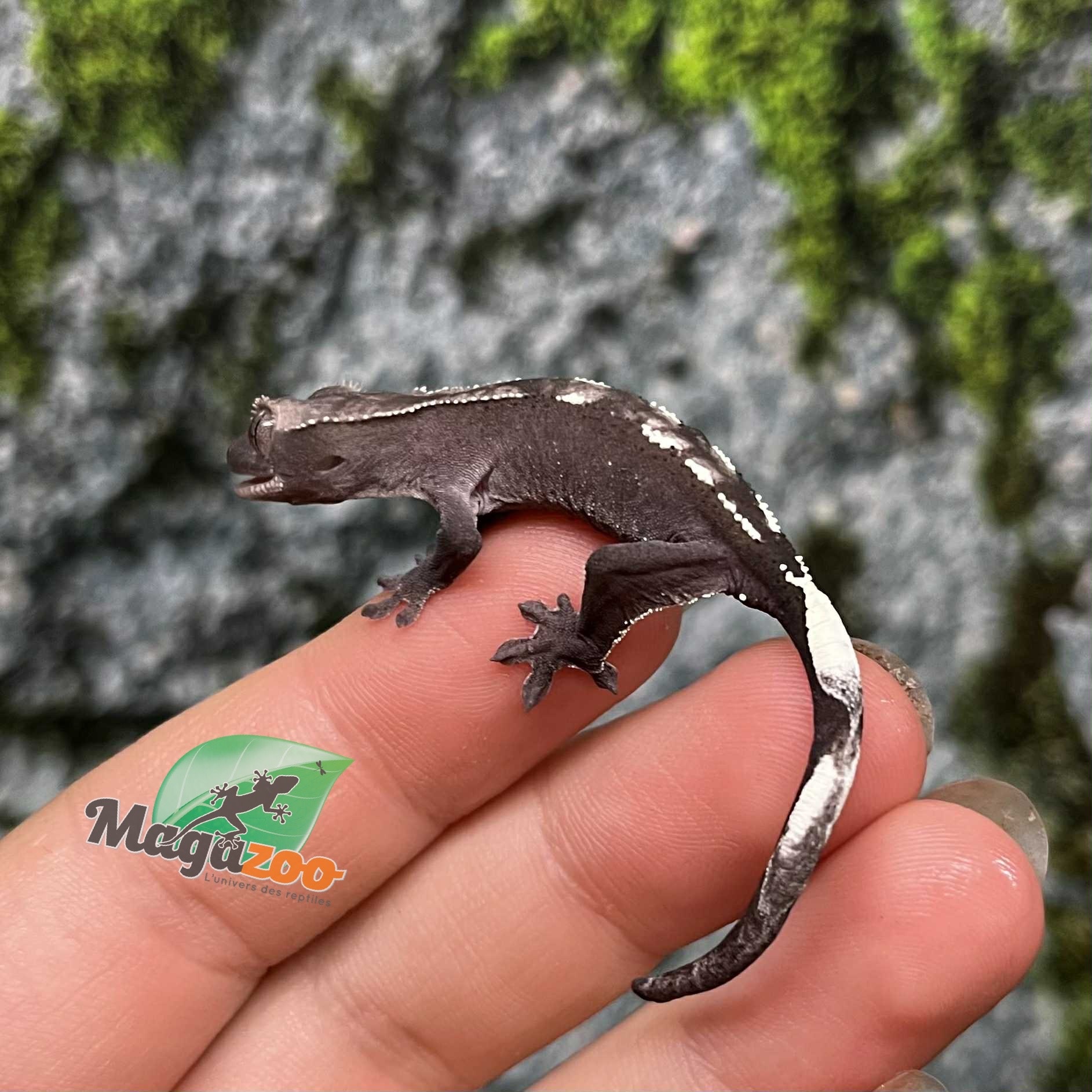 Magazoo Gecko à crête Axanthic Bébé #2