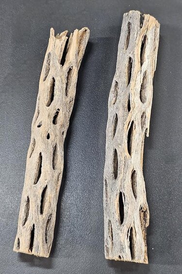 La Swamp Cholla Wood pack of 2