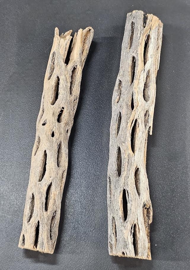 La Swamp  Cholla Wood pack of 2
