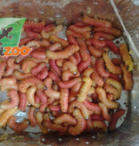 Magazoo Vers de beurre - butter worm