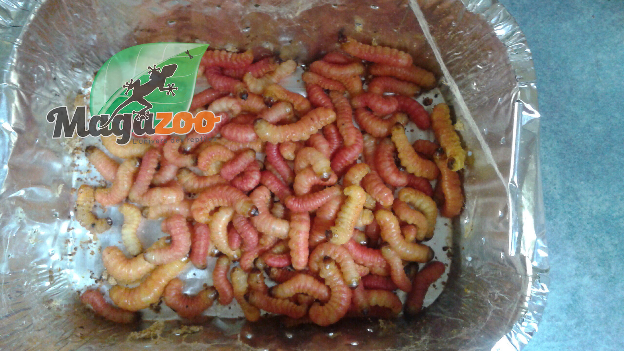 Magazoo Vers de beurre - butter worm